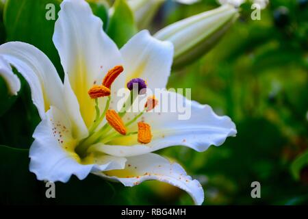 Une photo en gros plan d'un magnifique jardin lily (Lilium), l'un des plus élégants de fleurs dans le monde entier Banque D'Images