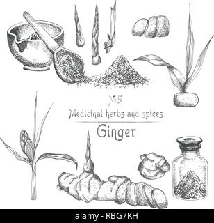 Mettre la main de racines de gingembre, vit et de fleurs en couleur noir isolé sur blanc. Bouteille, mortier, pilon. Retro vintage design graphique. botanical croquis dessin, gravure Illustration de Vecteur