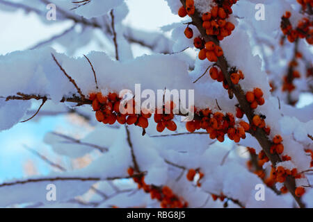 L'Argousier Hippophae rhamnoides seabarries Direction générale de l'exercice couvert de neige en hiver. Banque D'Images