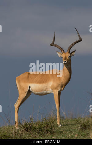 Gazelle de Thomson à Masai Mara National reserve Banque D'Images