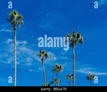 Les paumes. Palm tree against blue sky. Feuilles de palmier vert Banque D'Images