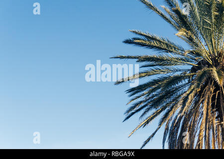 Les paumes. Palm tree against blue sky. Feuilles de palmier vert Banque D'Images