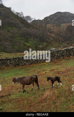 Au-dessus de poneys Welsh mountain Llyn Crafnant dans les collines près de Wrexham, parc national de Snowdonia, le Nord du Pays de Galles. Un printemps humide journée. Banque D'Images