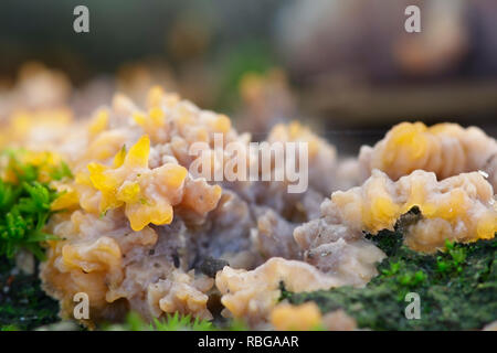 Phlebia radiata, communément connue sous le nom de champignon croûte ridée Banque D'Images