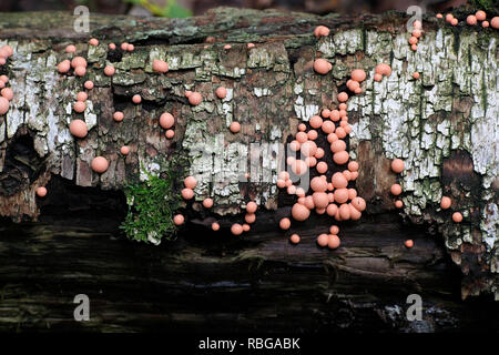 Lycogala epidendrum, communément connu sous le nom de lait de loup ou myxomycètes de Groening Banque D'Images