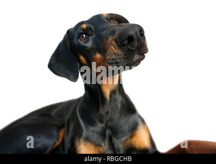 Doberman femelle Banque D'Images