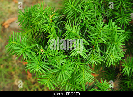 Arbre d'If. Taxus baccata. Il est l'arbre à l'origine connu comme l'if, mais avec d'autres arbres devenir connu, il peut maintenant être connu sous le nom de if anglais, o Banque D'Images