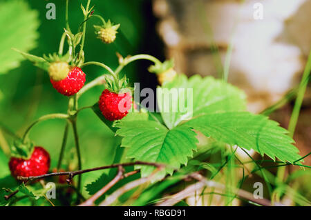 Les buissons de fraises dans la forêt sous le bouleau.. Russie Banque D'Images