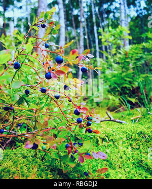 Les bleuets sur fond vert dans les bois . La région de Leningrad. La Russie. Banque D'Images