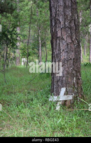 Le 1er mai. Phil-Am, cimetière des anciens combattants est le lieu de sépulture de victimes militaires et civiles des guerres étrangères et des laïcs intégrés dans le Camp John Hay Banque D'Images