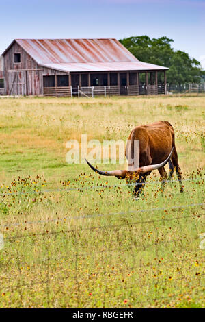 Vertical : Texas Longhorn steer paissant dans la prairie de fleurs sauvages et la grange à l'arrière-plan. Banque D'Images