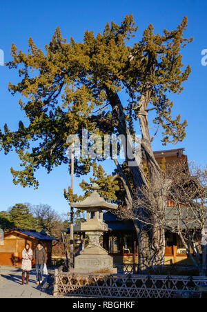 Nagano, Japon - Dec 30, 2015. Grand arbre au temple Zenkoji à Nagano, au Japon. Zenko-ji a été fondé avant le bouddhisme au Japon morcelé en différents Banque D'Images