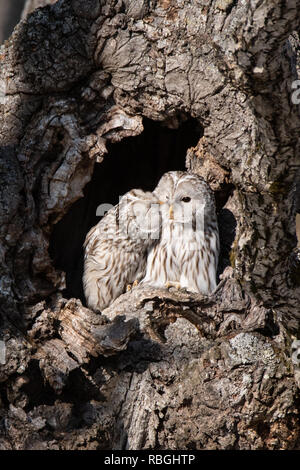 Un homme Yezo (Ezo) chouette de l'Oural (Strix uralensis japonica) palefreniers sa partenaire féminine dans un arbre creux dans Hokkaido, Japon. Banque D'Images