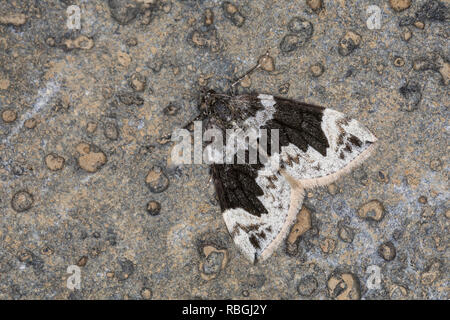 Spitzwinkel-Bindenspanner Buschhalden-Blattspanner Dysstroma citrata,,, Chloroclysta citrata, foncé marbré de tapis, tapis de marbre du nord clé, Banque D'Images