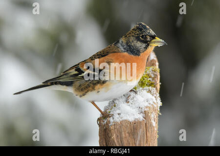 Pinson du nord (Fringilla montifringilla) sur une branche dans un paysage d'hiver. Banque D'Images