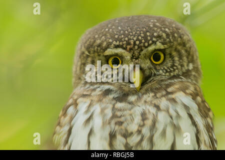 Chouette naine eurasien, Glaucidium passerinum Banque D'Images