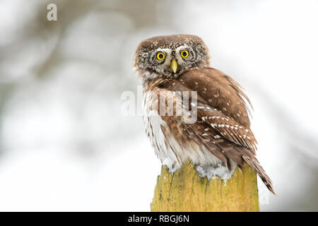 Chouette naine eurasien, Glaucidium passerinum Banque D'Images