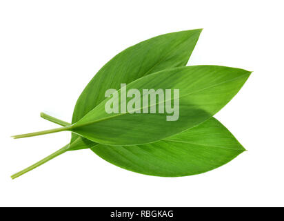 Le curcuma feuilles isolées sur fond blanc Banque D'Images