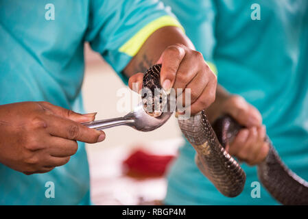 Un homme obtient de poison d'un serpent. Tenant dans ses bras Banque D'Images