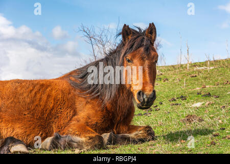 Les chevaux de montagne sauvages en Bulgarie Banque D'Images