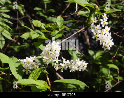 Prunus padus, bird cherry, près d'un arbre en fleurs sauvages, chose courante dans le fjord d'Oslo en Norvège au printemps Banque D'Images