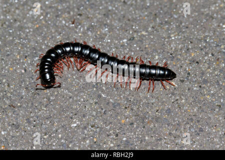 Noir portugais Millipede Ommatoiulus moreleti introduit en Australie au début des années 1950 Est maintenant largement réparti sur la plupart de la partie sud du c Banque D'Images