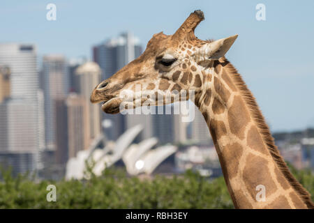 Girafe du Zoo de Taronga à Sydney Banque D'Images