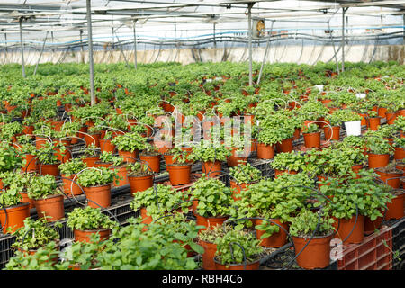 Rangées de pots avec menthe et croissante des émissions de fines herbes melissa Banque D'Images