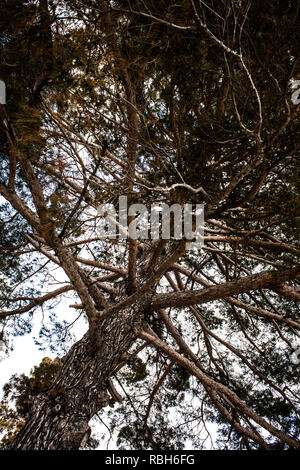 Tourné vers le haut de l'arbre debout la tête vers le ciel nuageux. Vue d'angle de branches sèches, rameaux et brindilles. La vie en plein air dans la nature des choses pour la Banque D'Images