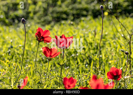 Anémone rouge fleurs et bourgeons fermer jusqu'à l'éclairage de l'arrière-plan flou d'un vert trouble Banque D'Images