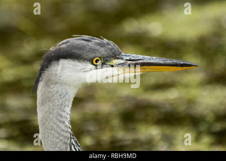 La photo en gros plan d'un jeune Héron cendré (Ardea cinerea) montrant la tête et le bec. Tipperary, Irlande Banque D'Images