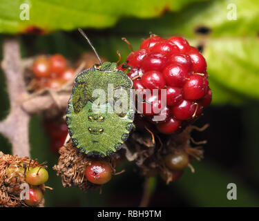 Vert commun nymphe Shieldbug (Palomena prasina) ramper sur blackberry. Tipperary, Irlande Banque D'Images