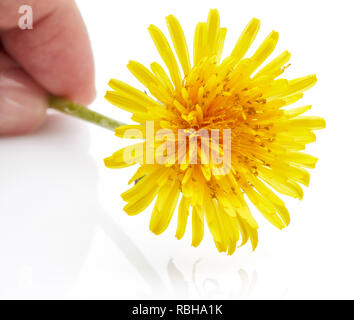 Pissenlit fleur isolé sur fond blanc Banque D'Images