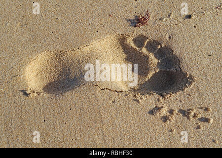 Empreinte unique dans le sable d'une plage Banque D'Images