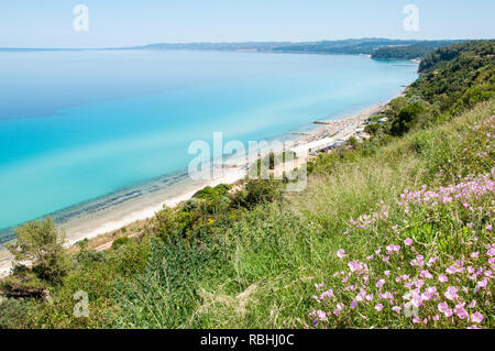 Des coquelicots sauvages qui poussent sur les pentes orientales de la péninsule de Kassandra en Chalcidique, en Grèce au début de l'été Banque D'Images