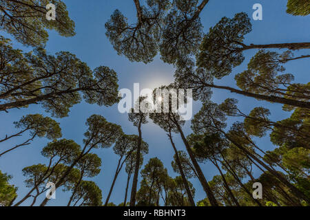 Forêt de pins de Jezzine au Sud Liban Moyen Orient Banque D'Images