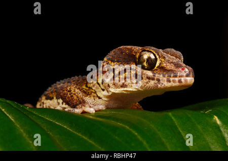 La masse malgache Paroedura picta (Gecko) Banque D'Images