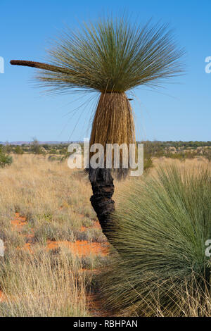Cundeelee thorntonii grasstree ou Xanthorrhoea outback dans paysage de MacDonnell Ranges NT centre de l'Australie Banque D'Images