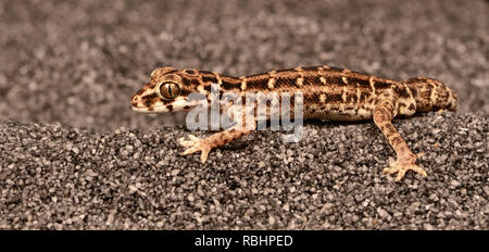 Teratolepis fasciata Viper (Gecko) Banque D'Images