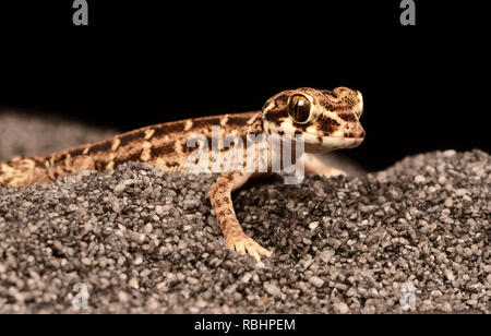 Teratolepis fasciata Viper (Gecko) Banque D'Images