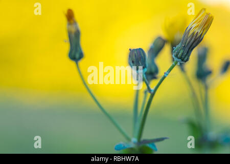Pissenlit. Fleurs, selective focus sur la floraison jaune pissenlit. Banque D'Images