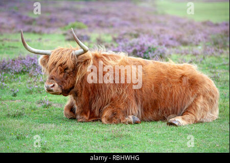 Image en gros plan d'une vache highland parmi l'été dans purple heather Le parc national New Forest, Hampshire, Royaume-Uni Banque D'Images