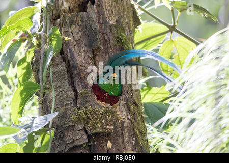 Quetzal resplendissant (Pharomachrus mocinno) Banque D'Images