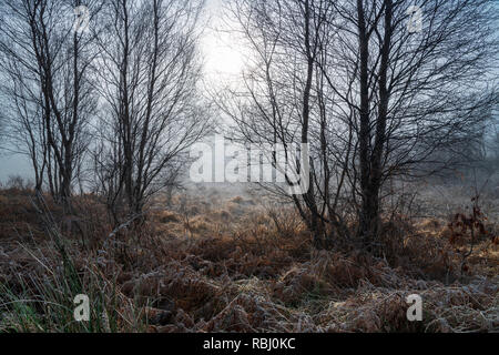 Un soleil d'hiver dans le brouillard lumineux arbres originaux de rétroéclairage. L'Écosse. 24 Décembre 2018 Banque D'Images