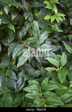 Sarcococca ruscifolia plante avec des fruits rouges Banque D'Images