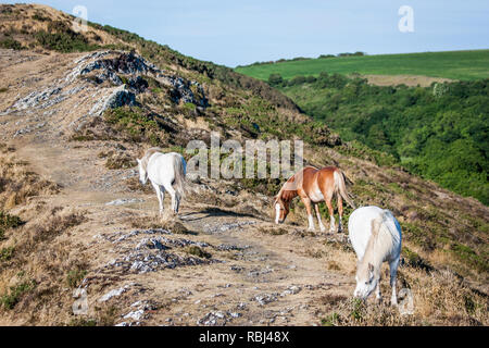 Poneys sur falaise Solva Banque D'Images