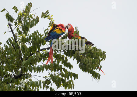 Ara rouge (Ara macao), paire de comportement affectif. Parc National Palo Verde. La Province de Guanacaste. Costa Rica. Banque D'Images