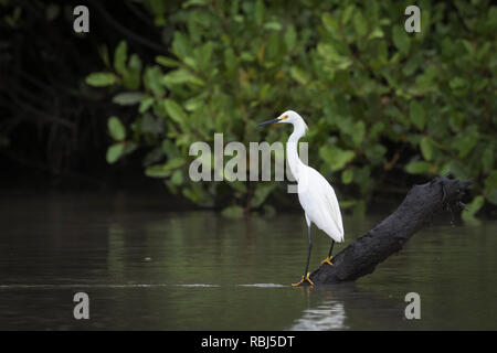 Aigrette neigeuse (Egretta thula) perché et prêt pour la pêche. Parc National Palo Verde. La Province de Guanacaste. Costa Rica. Banque D'Images