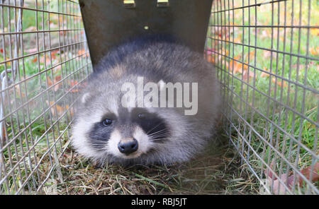 Un raton laveur pris dans une cage dans un jardin et prête à être relâchés dans la nature Banque D'Images