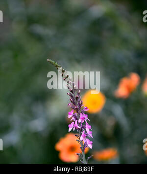 Linaria baisers rose,debout,vivaces à feuillage gris-vert,slender épis de fleurs rose à fleurs,Fleurs,RM,vivaces Banque D'Images